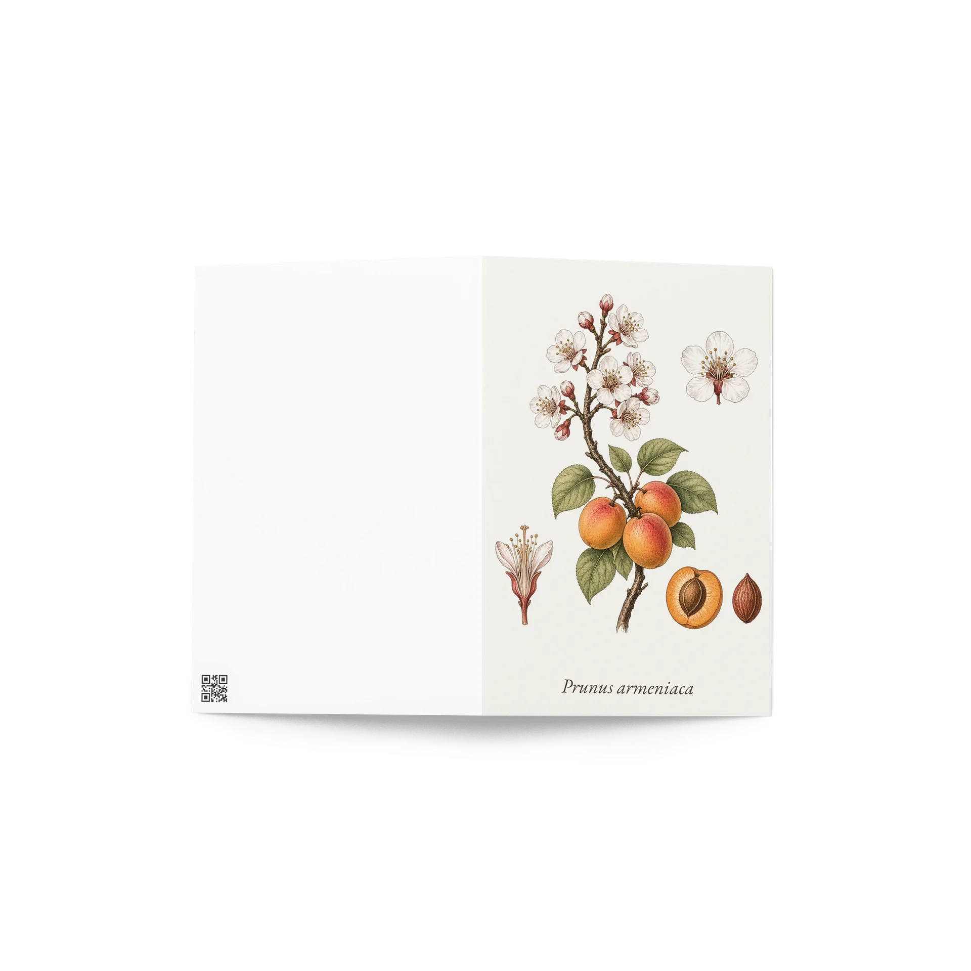 Vintage Botanical Apricot Blossom & Fruit Greeting Card product image (4)