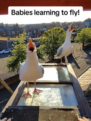 I cant wait to meet them! 🥹 #fyp #foryou #seagull #birds #feedingsteven