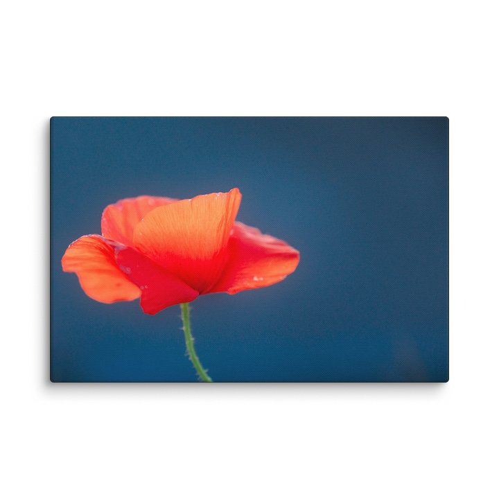 Delicate Beauty Canvas Print product image (2)