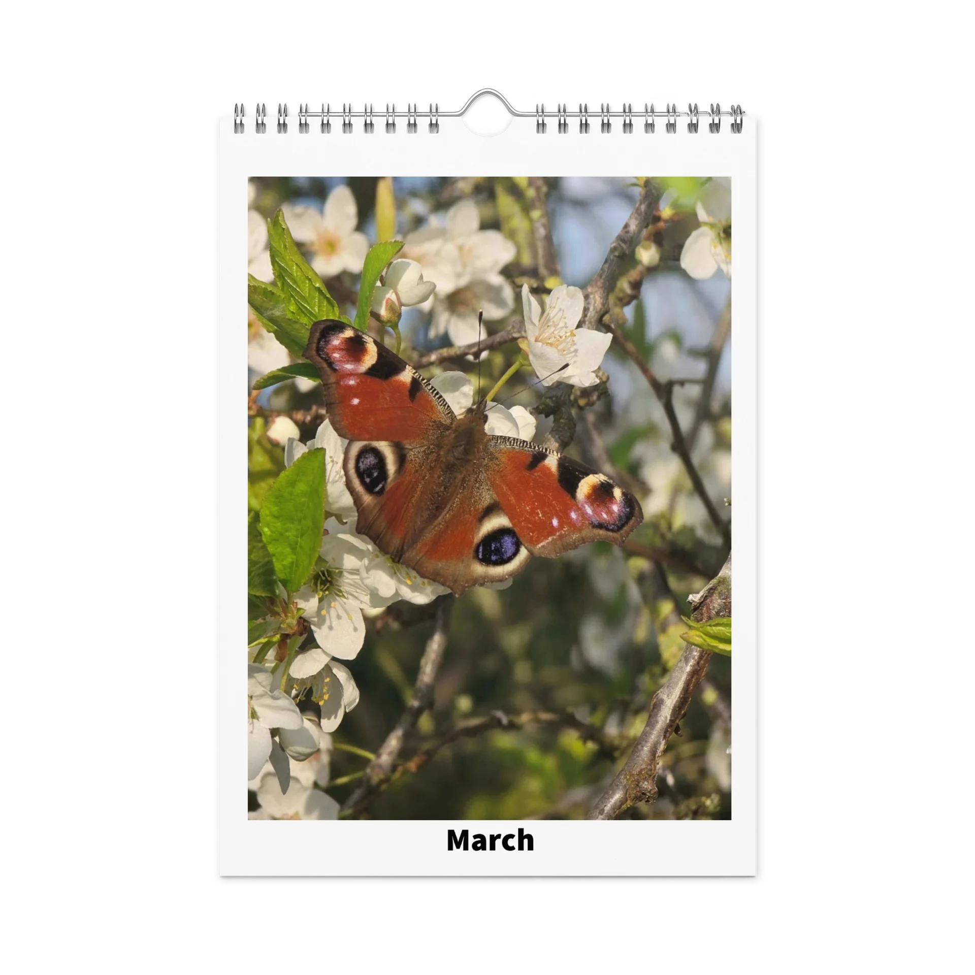 Ian's Insect Calendar product image (9)