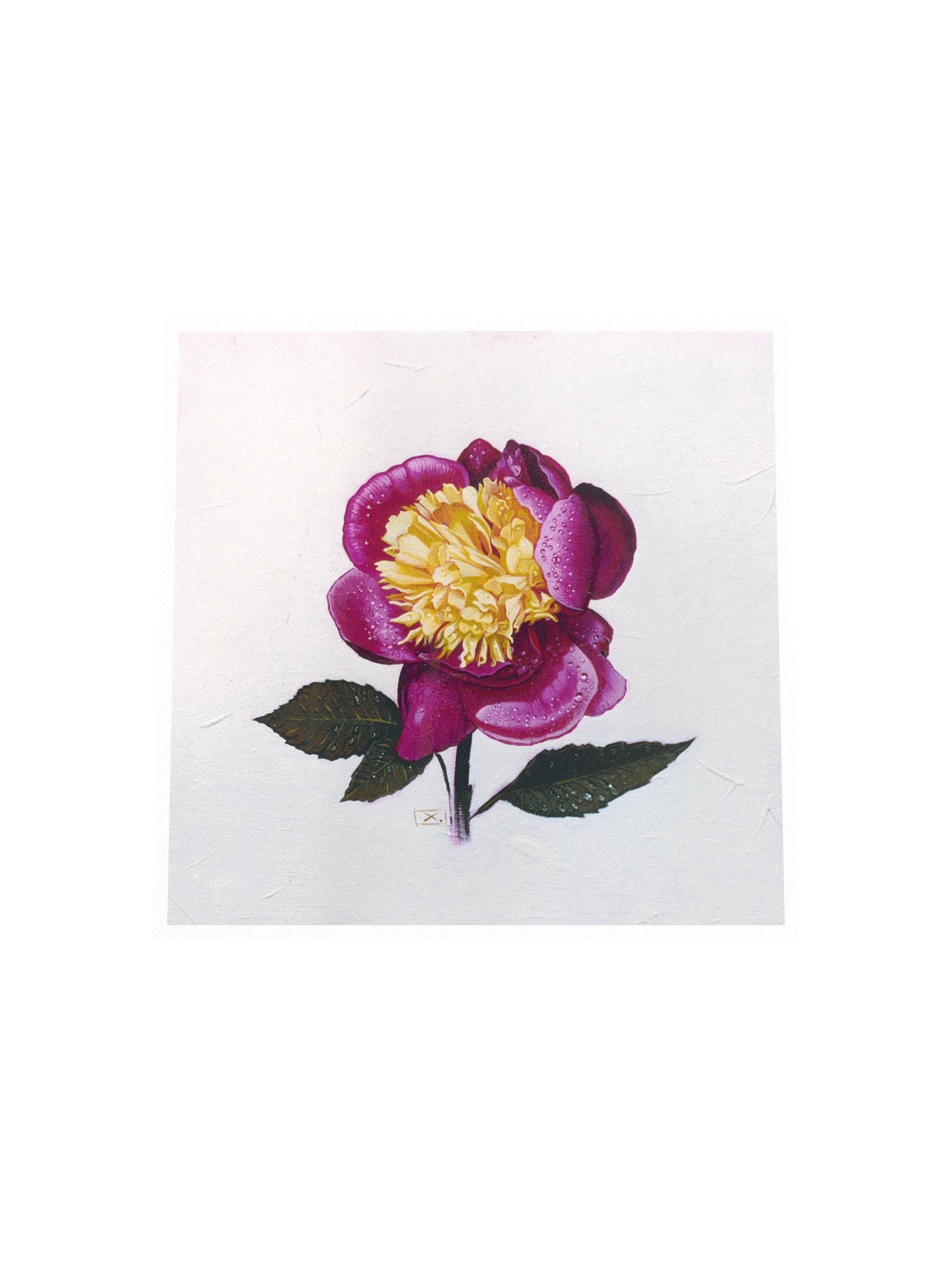 Peony After the Rain product image (4)