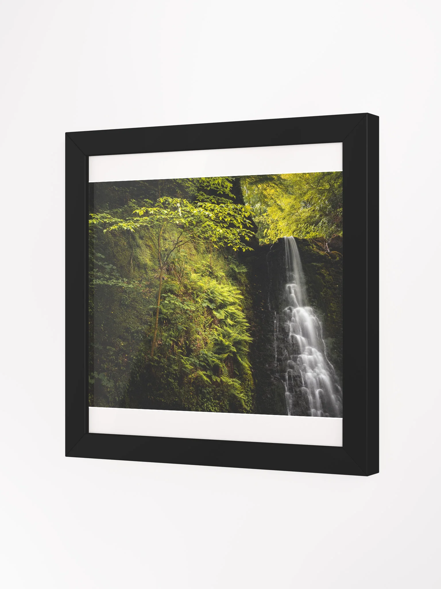 Falling Foss Sapling product image (8)