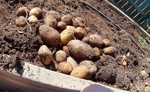 20-25 pounds of TATERS this season!! #Potatoes #PotatoGarden #Harvest