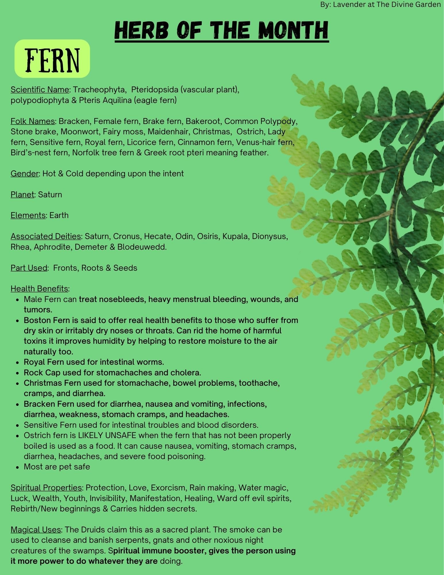 Fern product image (1)
