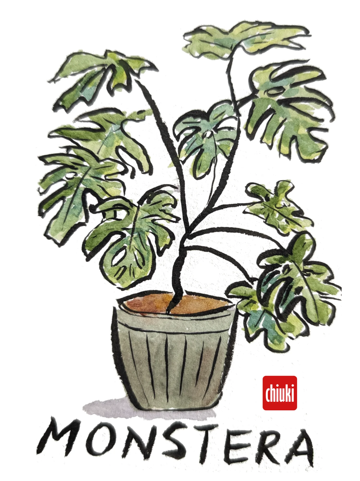 Monstera product image (1)