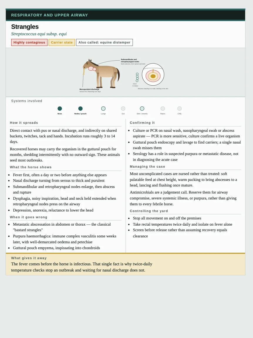Equine Diseases Clinical Notes (PDF Download) product image (2)