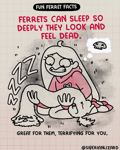 Did you already know ALL of these? There is a quiz at the end of the week! ⏰
 Some ferret facts to brighten up your Tuesday! ...