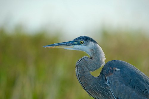 A timeless watcher of the waterways, Great Blue Heron.