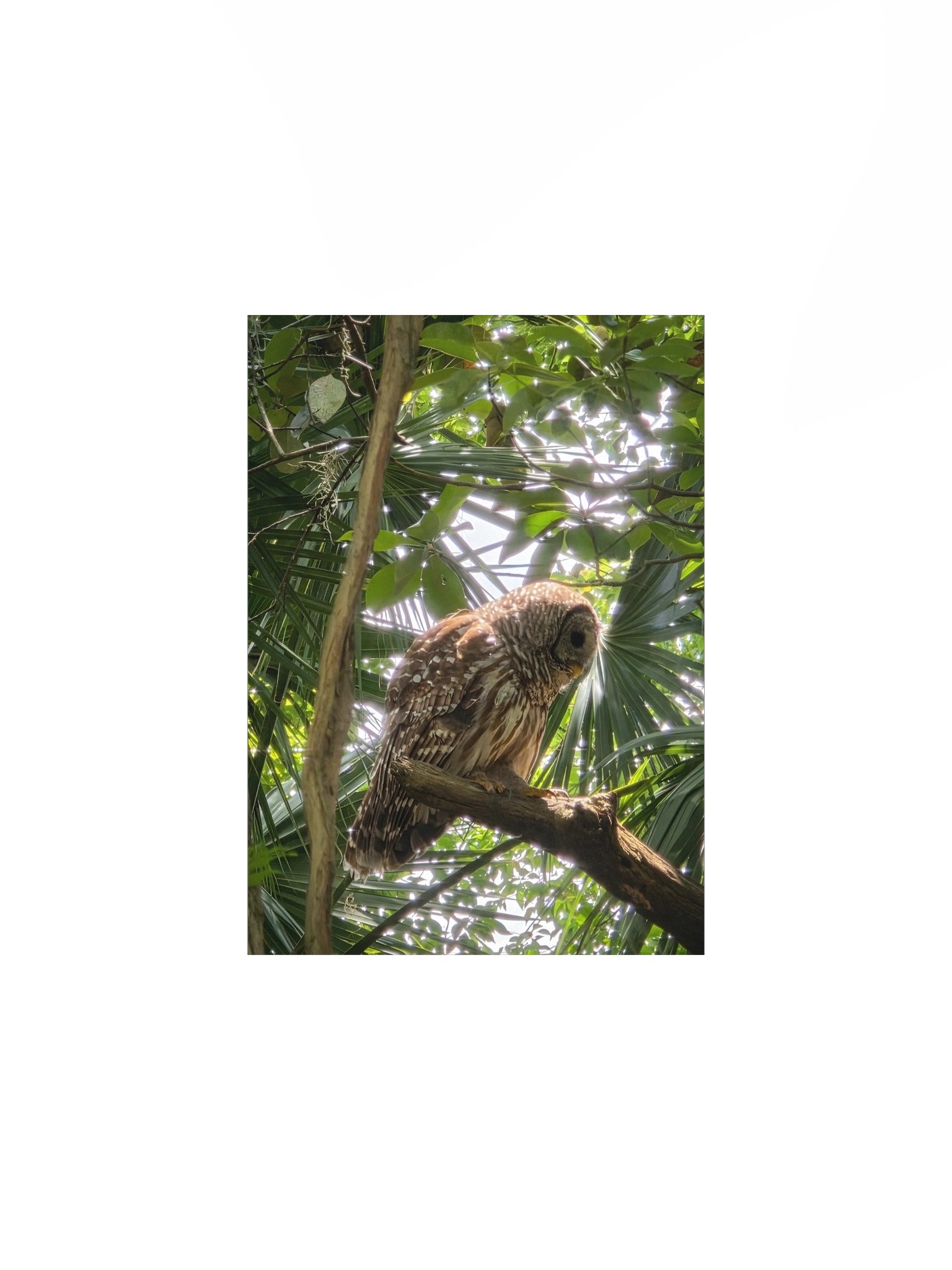 Side Barred Owl product image (1)