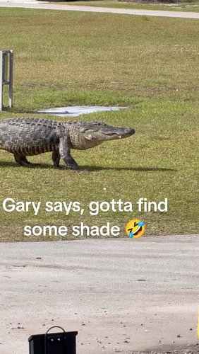 He's a minimum of 9 feet long!

#alligator #gator #summer #lake #walking