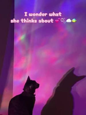 🐱☁️✨#catsoftiktok #daydreamers 🩷#cats 🩷💕🫧 #lightingideas 💕🫧