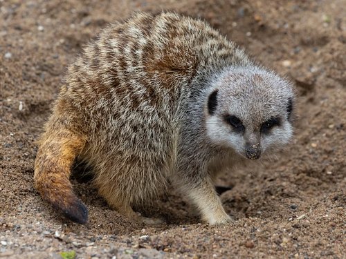 Meerkat | Canon 1DX | Kirkleatham📍

#photography #photooftheday #instaphotography #photographer #naturephotography
#wildlifep...