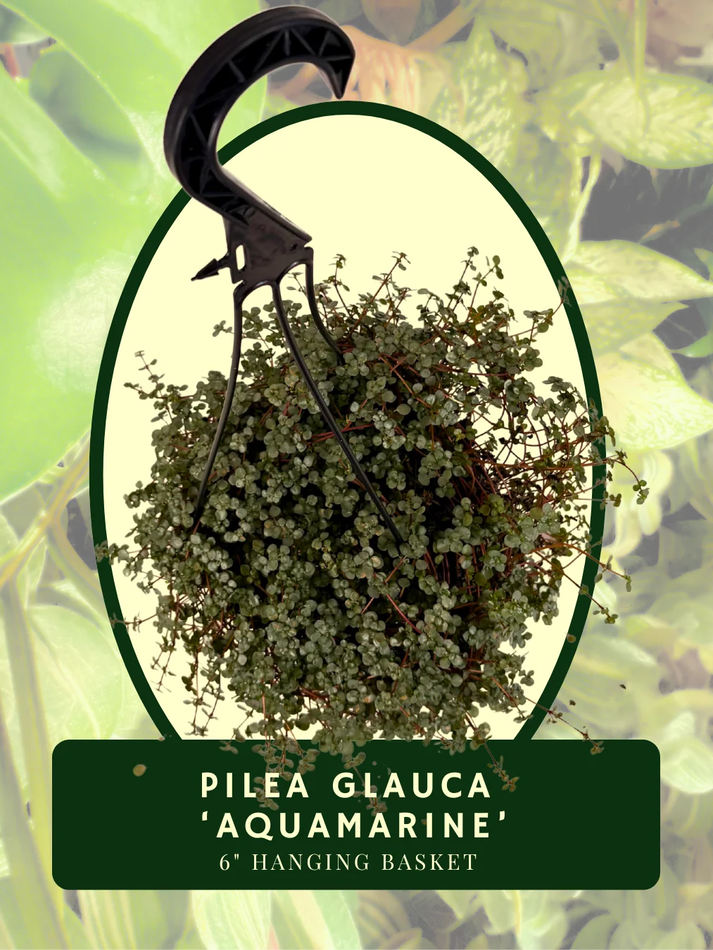 Pilea Glauca 'Aquamarine' Hanging Basket product image (2)