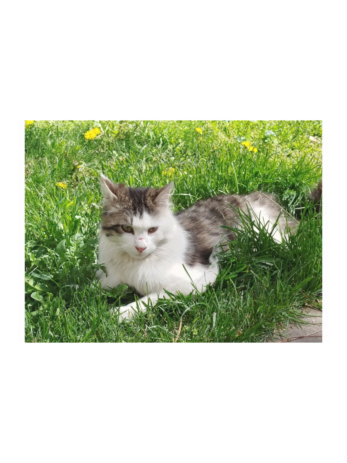 Angora Cat Lying On Grass Wall Art Decor product image (1)