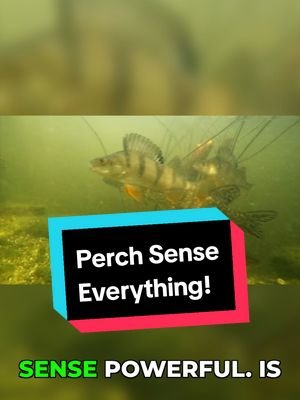 Perch Mastery: All Senses... One deadly focus!  #fishing #perch #perchfishing 