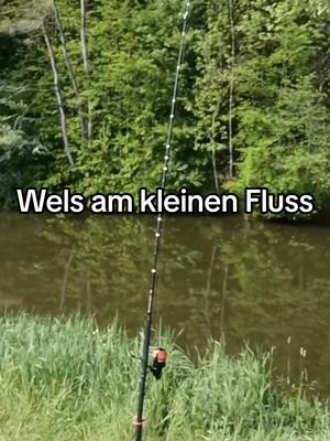 Wels Angeln am kleinen Fluss. Folgt gerne durch #Angeln #Fishing #wels #fluss 