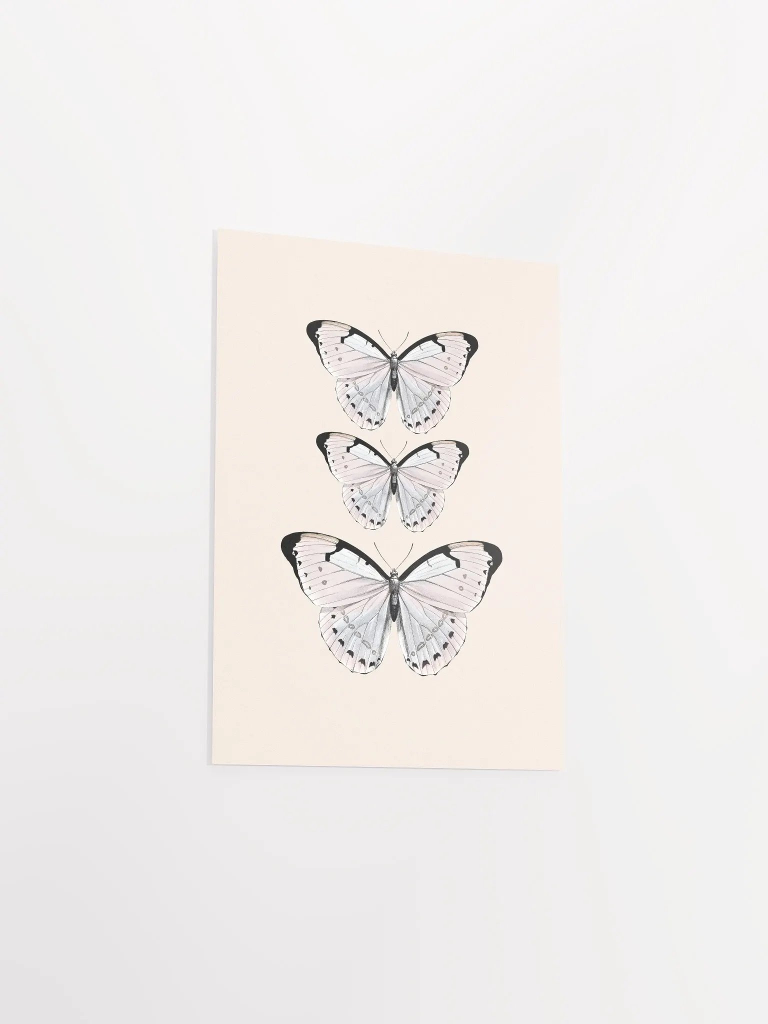 Butterfly Trio Matte Poster product image (20)