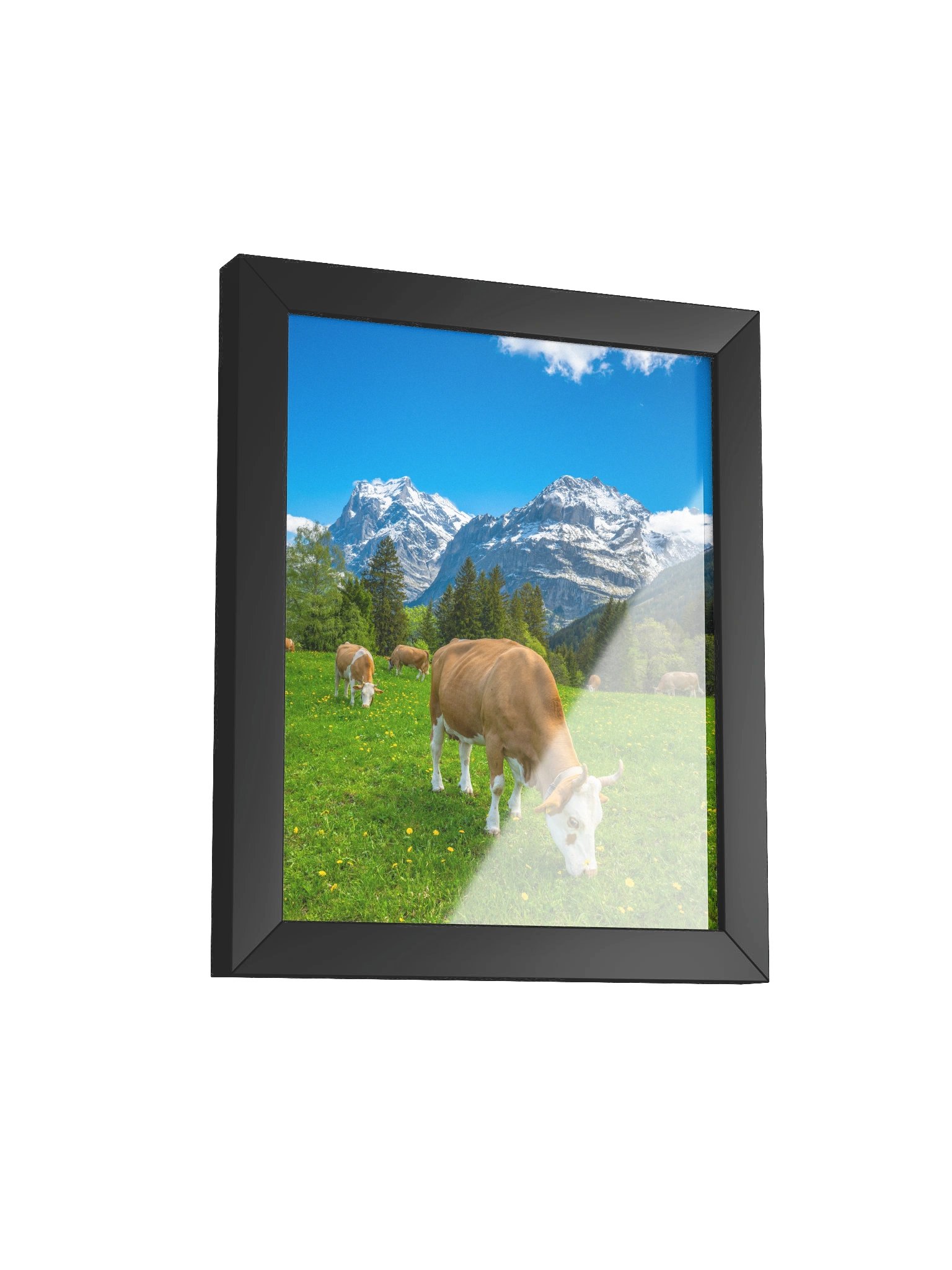 Simmentaler Cow (original swiss breed) product image (7)