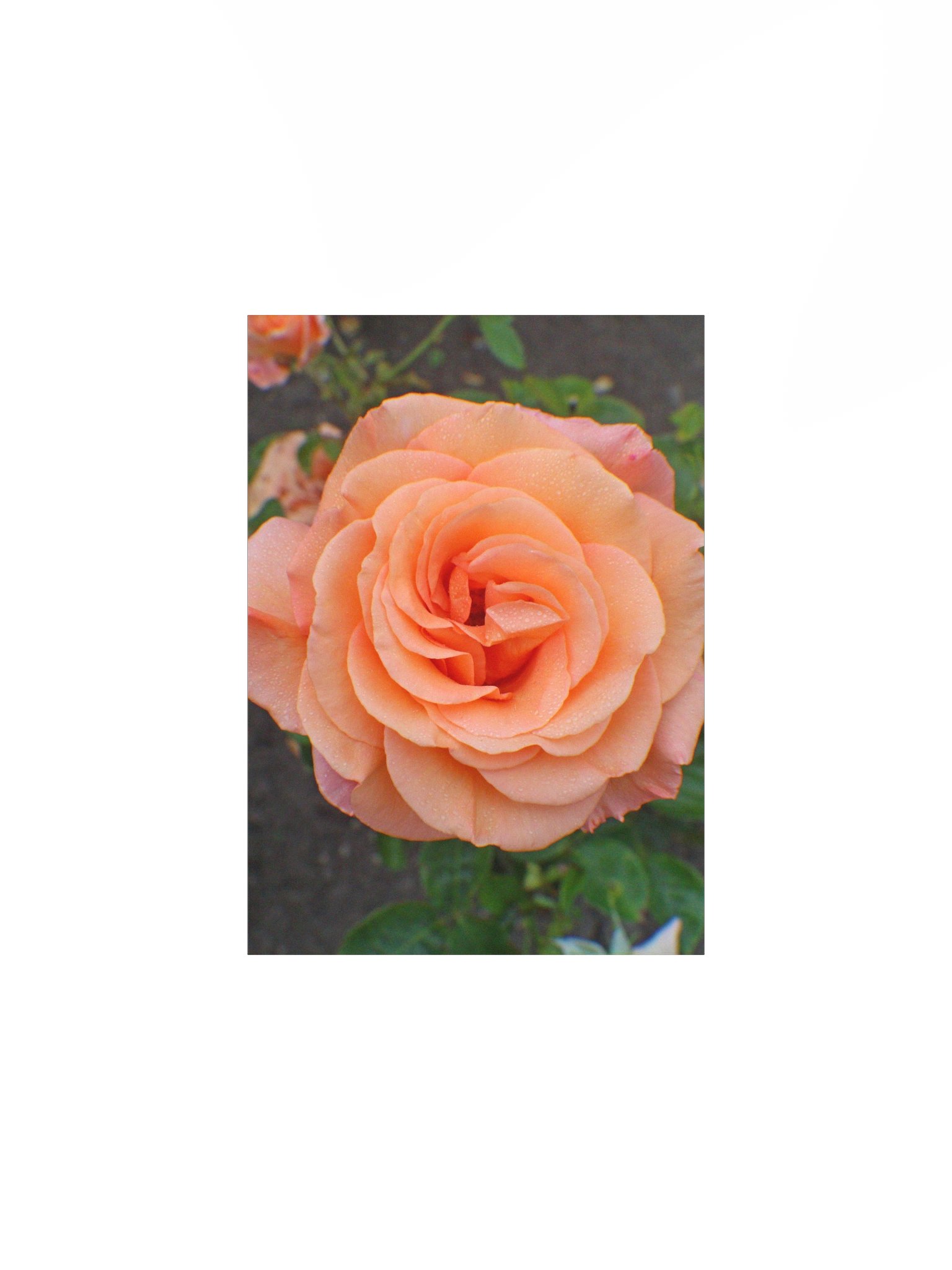 A Single Orange Flower product image (1)