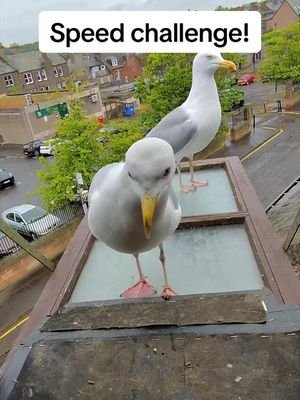 Little speed challenge with the boy ❤️ #BlockBlast #fyp #foryou #birds #feedingsteven