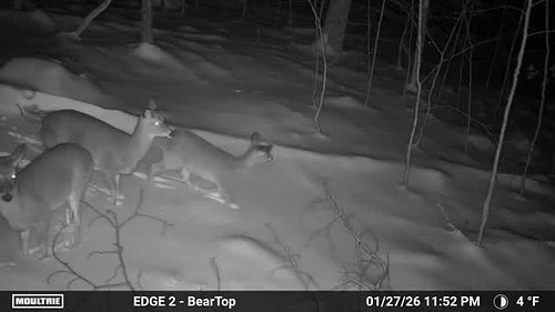 Deer are amazing creatures, but this Moultrie Edge 2 is amazing too. 4 degrees and fresh snow. 

Unbelievable. 

#moultrieedg...
