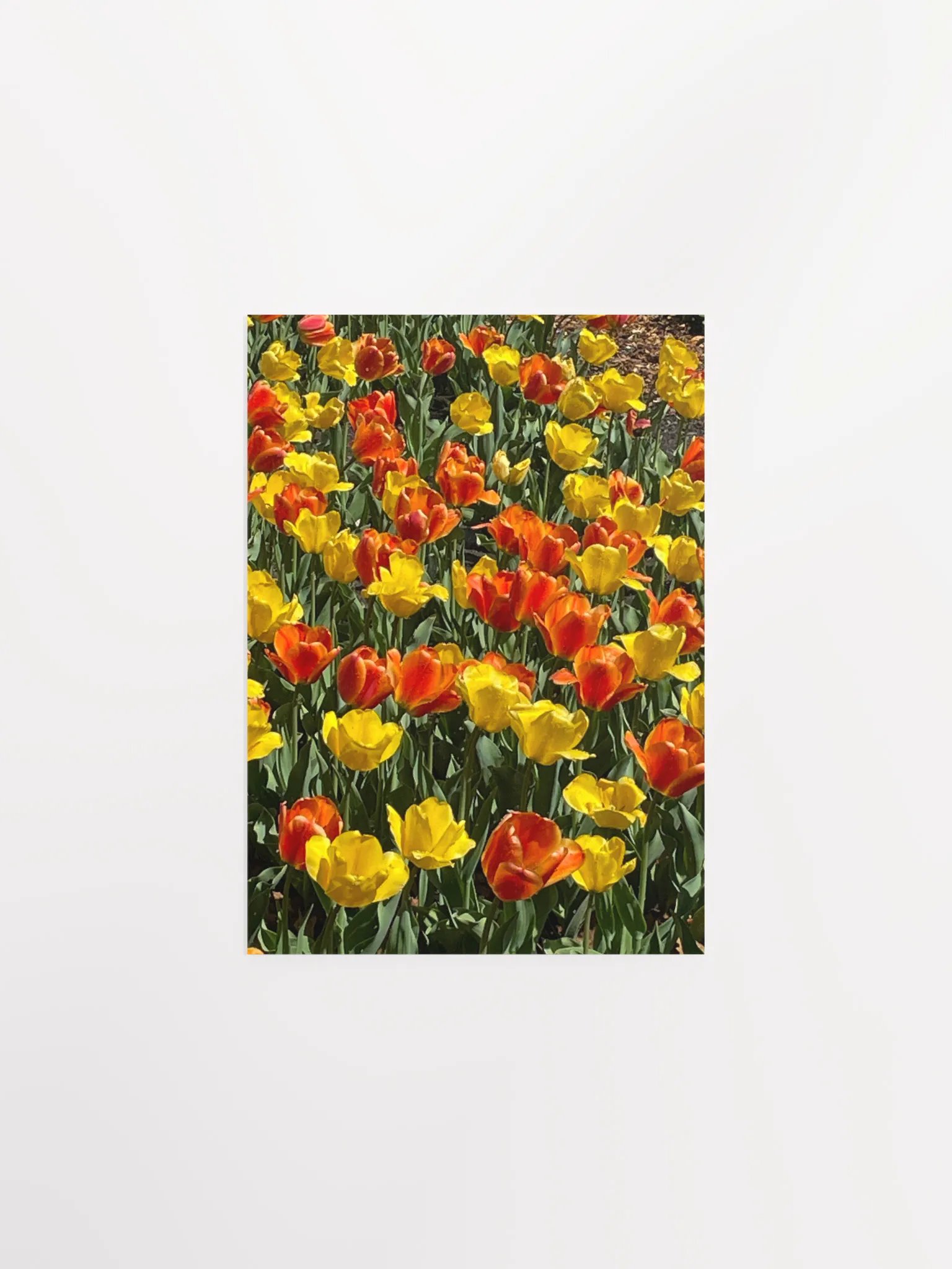 Spring Tulips product image (1)