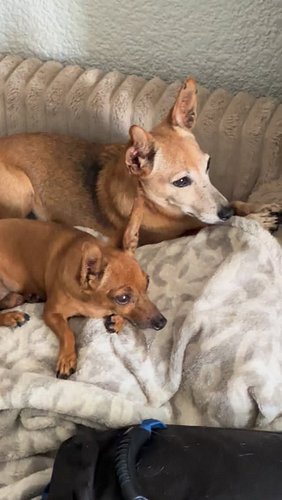 Chiquitin and Orejas

#chicathedoberman #chihuahua #dog