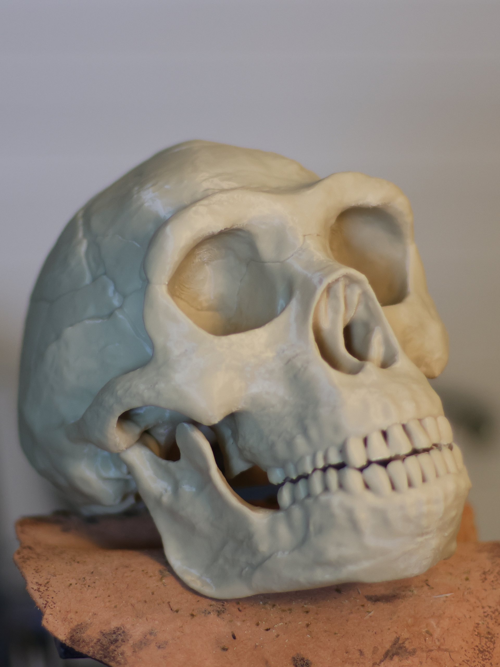 Homo Erectus Skull North 02