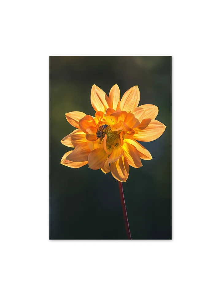 Busy Bee in Dahlia Notecard product image (1)