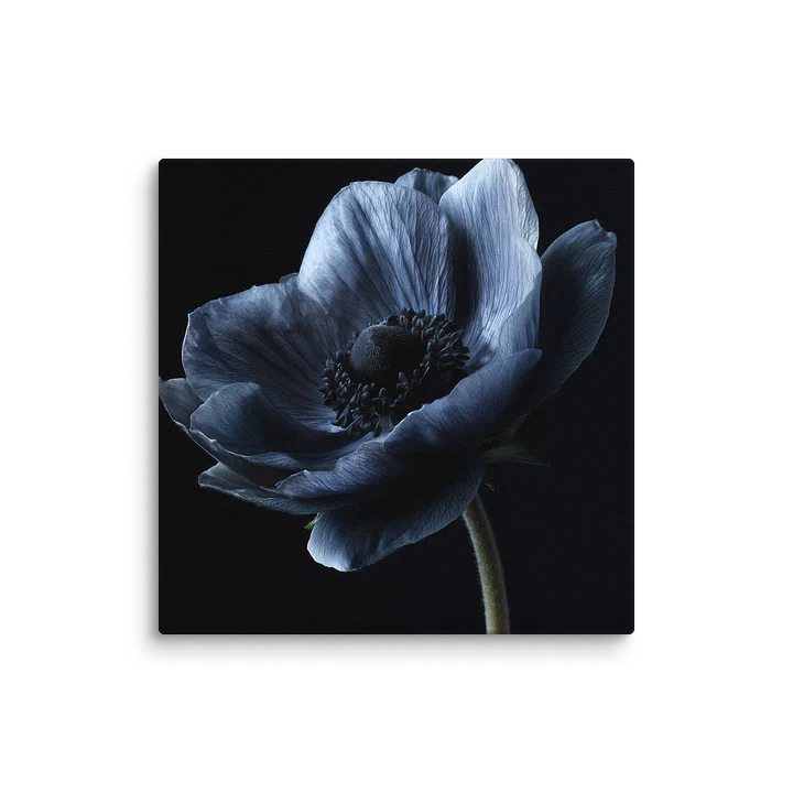 Black Field | Nocturne Anemone IV - Canvas product image (2)