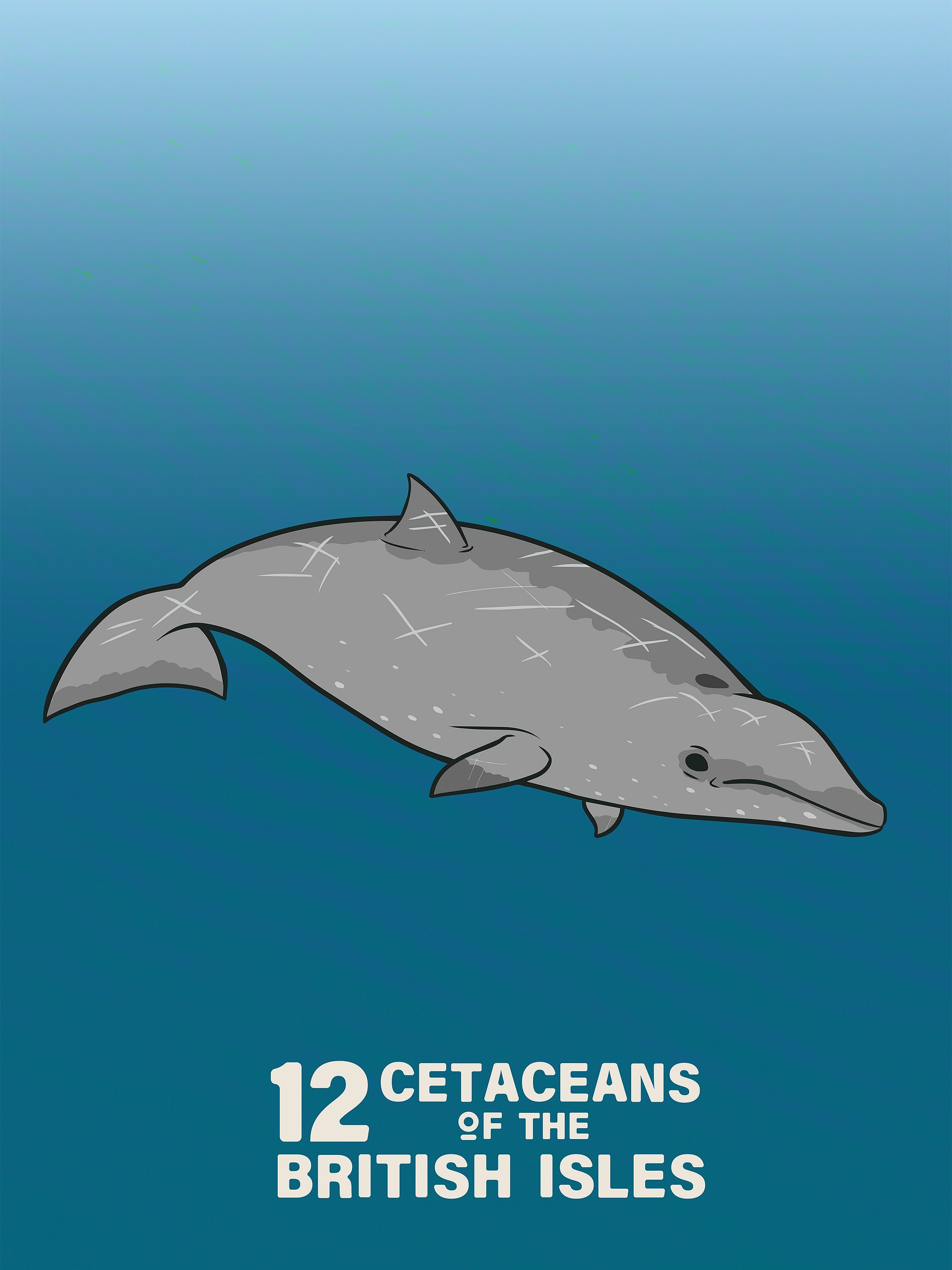 12 Cetaceans of the British Isles product image (4)
