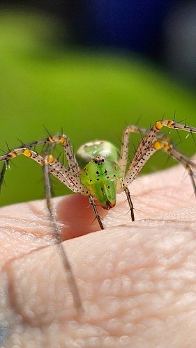 This Green Lynx Spider on my hand spits venom up to a foot, and no this isnt AI 👀

Green lynx spider (Peucetia viridans). I'v...
