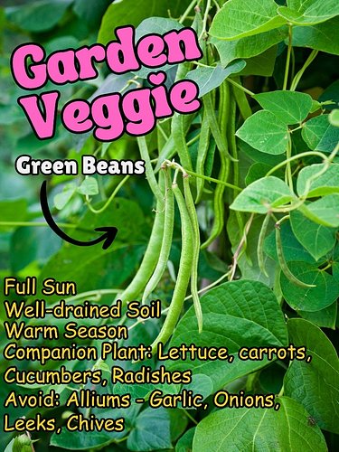 Garden Veggie: Green Beans
☀️Sun: Full Sun
🌱Soil: Well-drained Soil
🌡️Season: Warm Season
🌷Companion Plant: Lettuce, Carrots,...