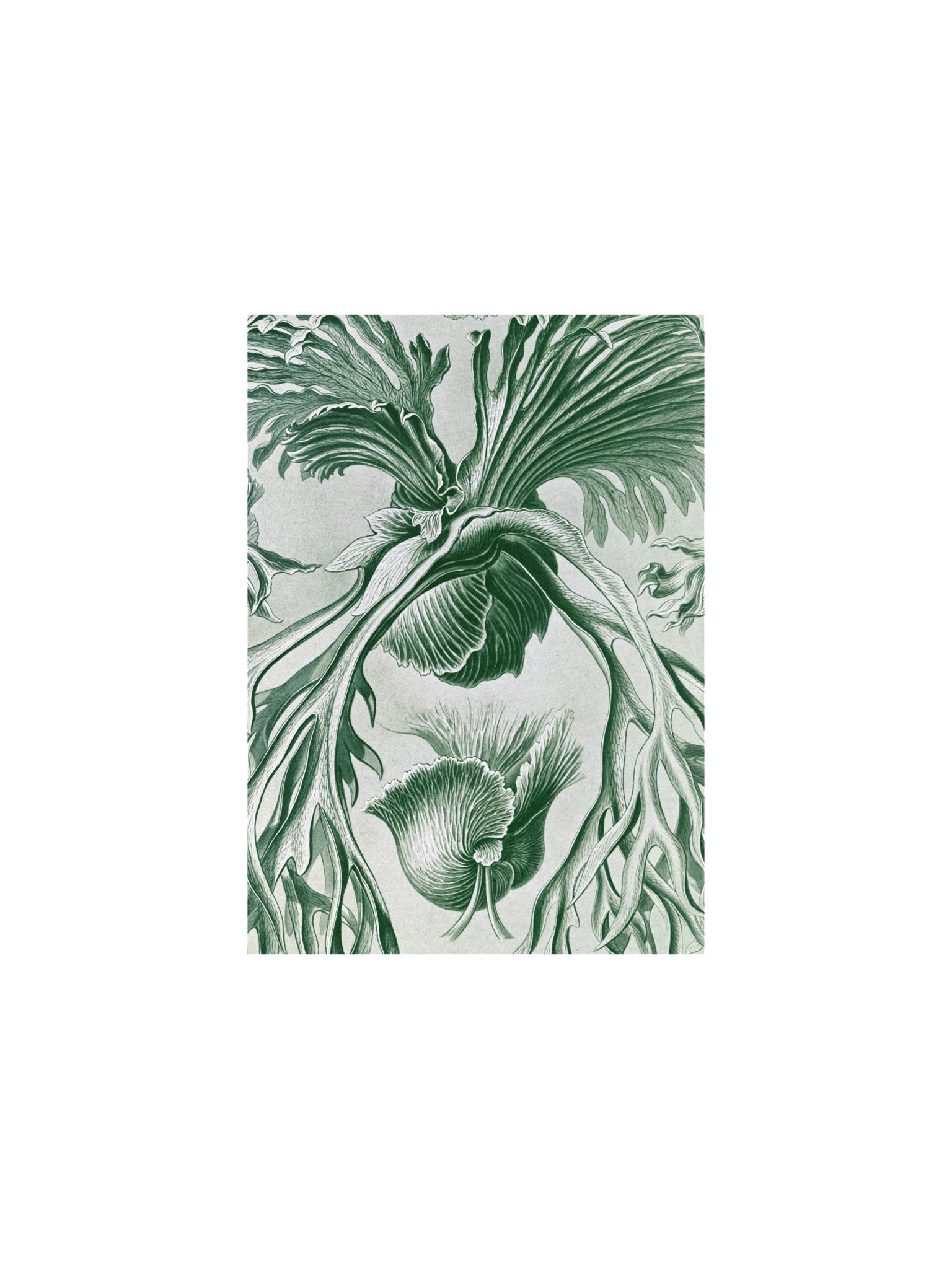 Staghorn Ferns Antique Botanical Art Print product image (1)