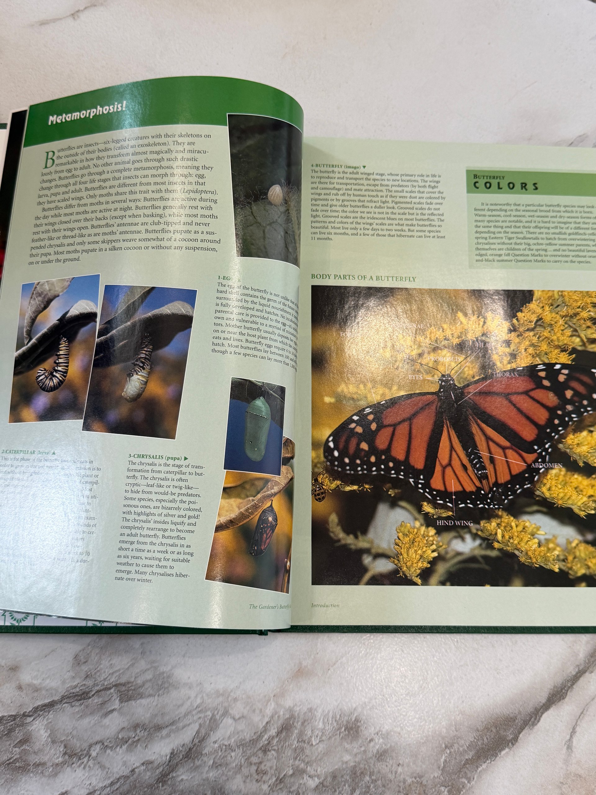 2006 The Gardener’s Butterfly Book | Alan Branhagen | Illustrated Hardcover product image (5)