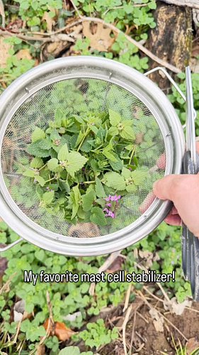 It’s time to make pesto with purple deadnettle and enjoy the mast cell stabilizing effect, as well as all of this wild herbs ...