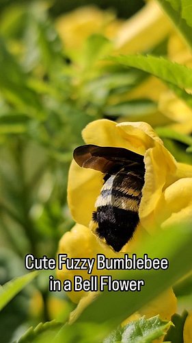 Caught this Bumblebee with its cute fuzzy butt and legs hanging out of a Esperanza Flower 🥹🐝💛

Then it wiggled back out, flew...