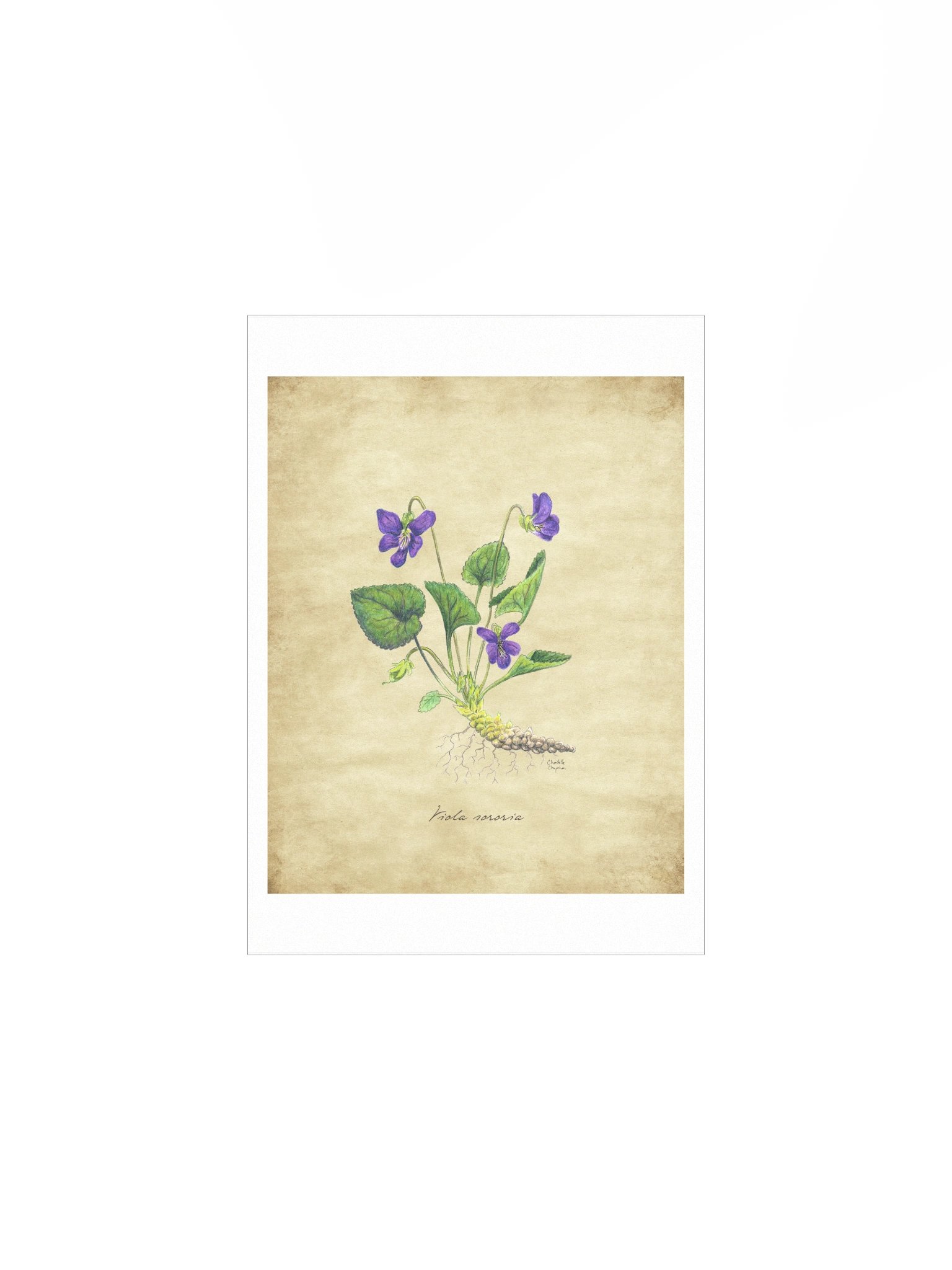 Wild Violet - Art Print product image (2)