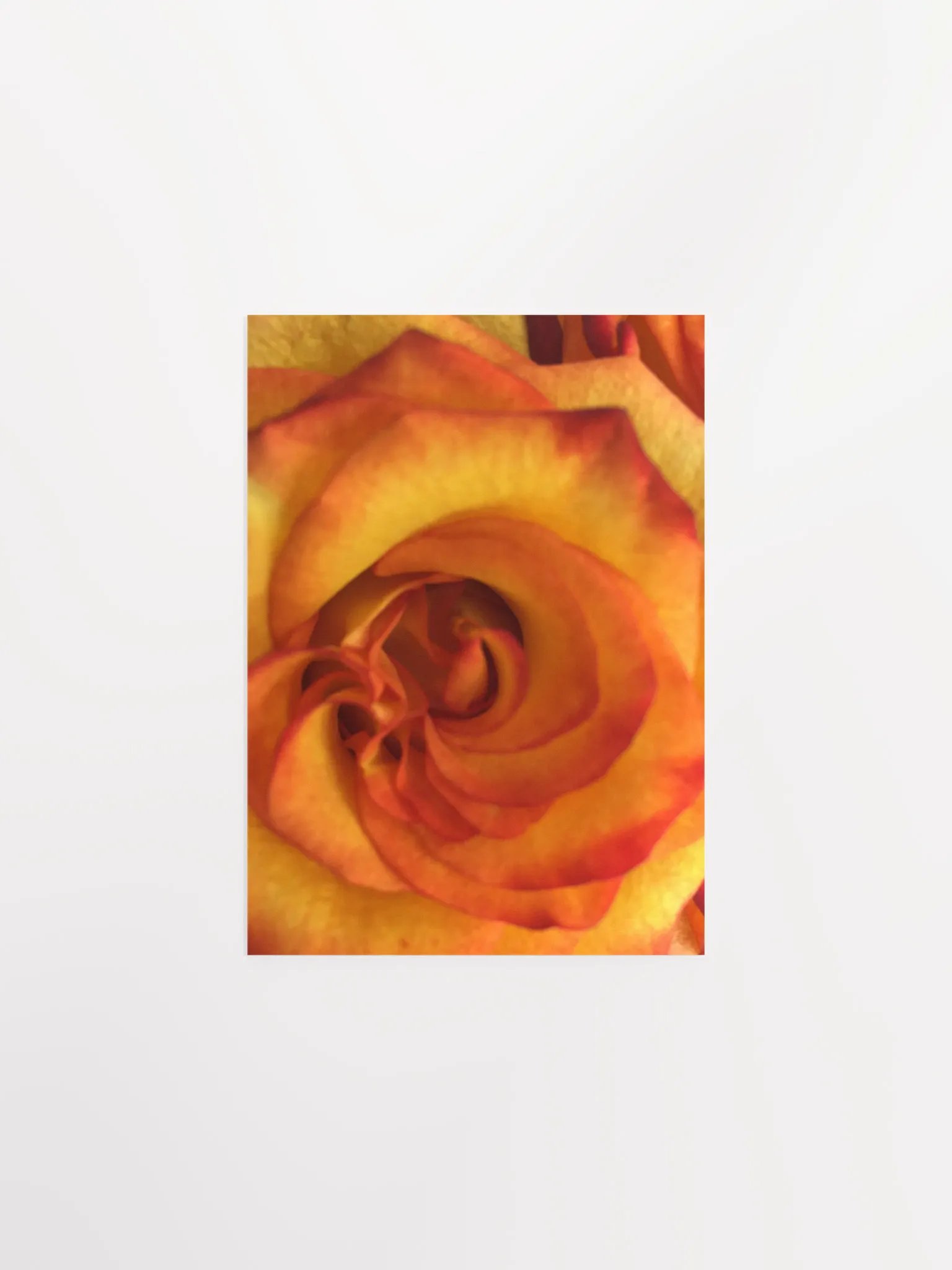Orange/Red Rose Close-Up product image (3)