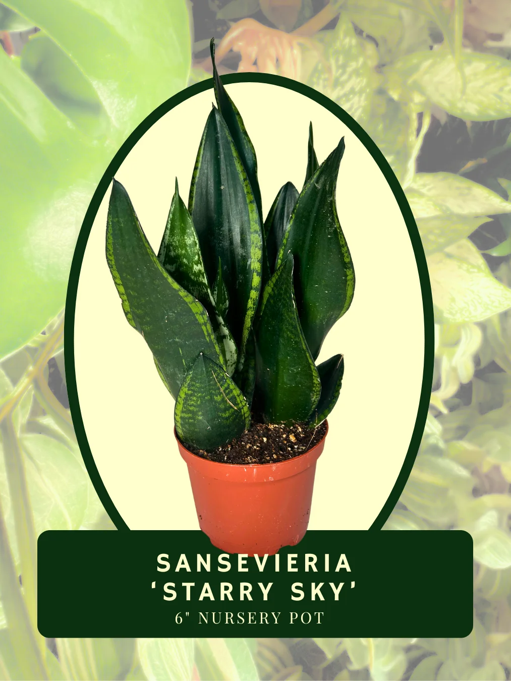 Sansevieria ‘Starry Sky’ product image (1)