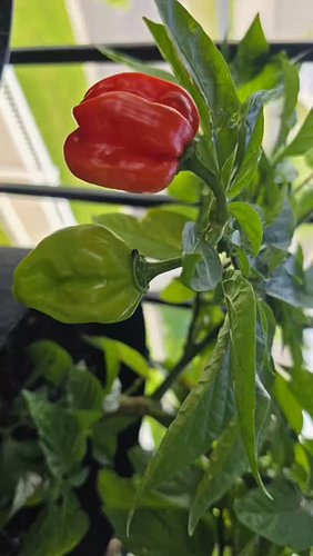 Growing peppers in containers on a balcony