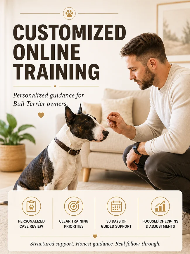 Bull Terrier Online Training Services