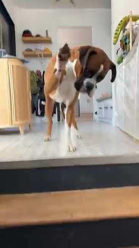 ☀️ Tail wags, puppy paws, and a sweet little 