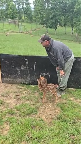 Precious Baby Deer on the Farm #deer #farm #farmlife #BabyAnimals #CuteAnimals #AdorableAnimals #AnimalLovers #PetVideos #Hap...