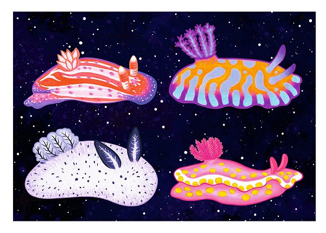 Sea Slugs: Set 1