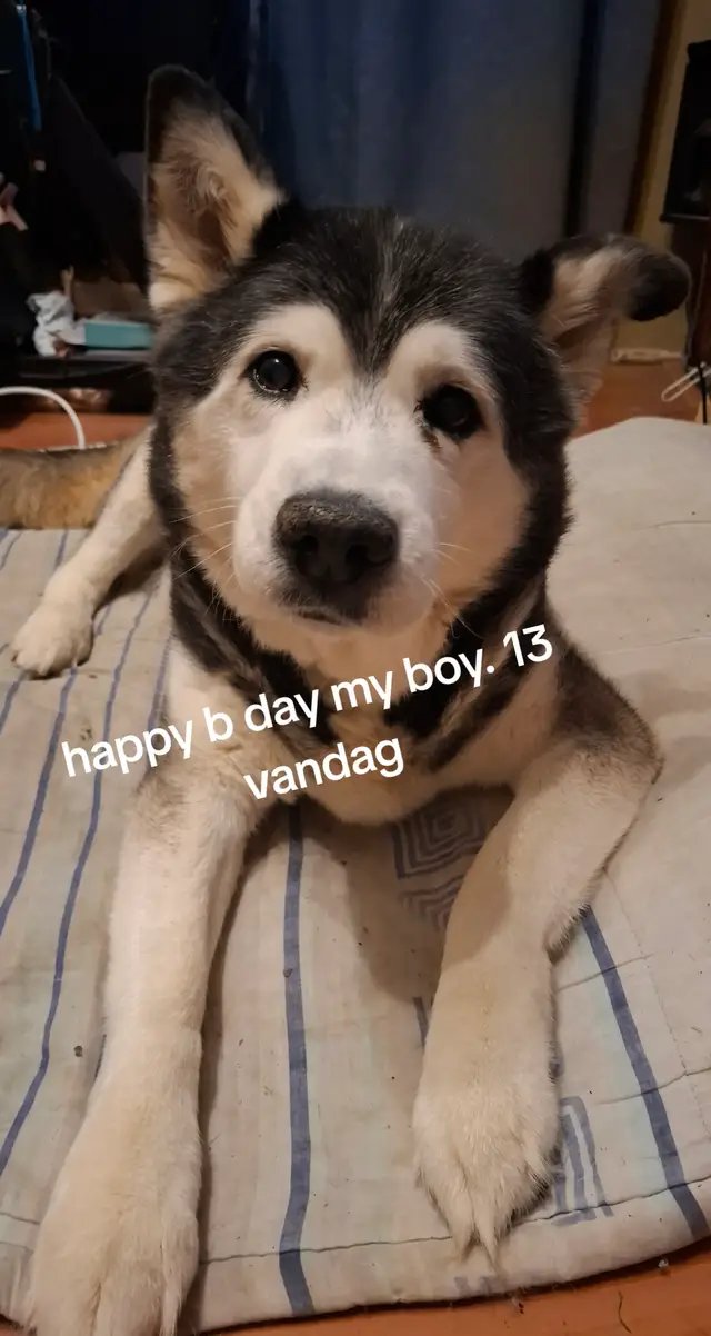 happy b day aan my boy