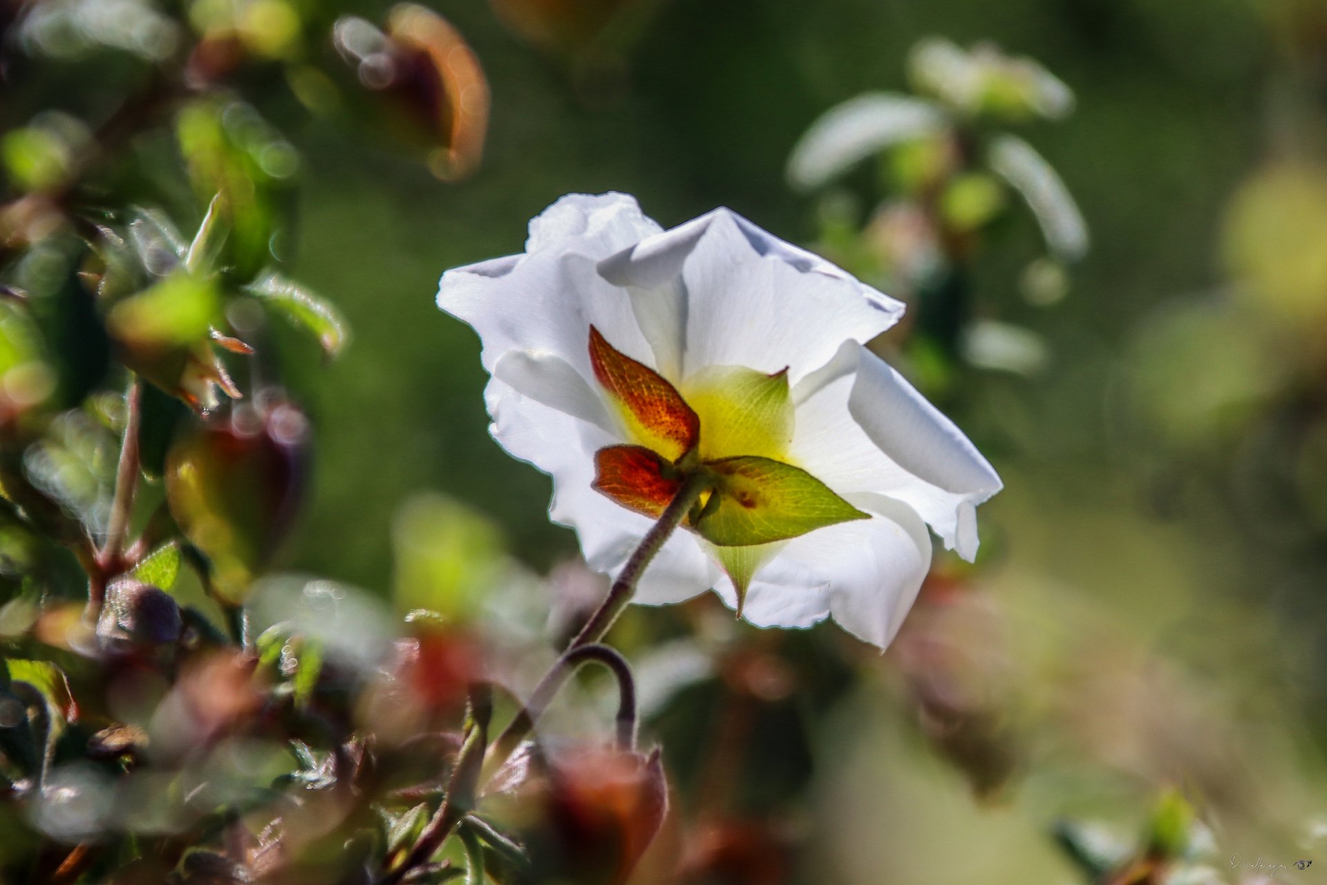 Fine Art - Beneath the Cistus Wings product image (1)
