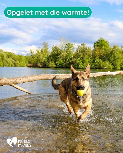 Pootjes op hete stoepen? Liever niet… 🐾☀️

Terwijl wij snel onze slippers aantrekken of de schaduw opzoeken, wandelen honden ...