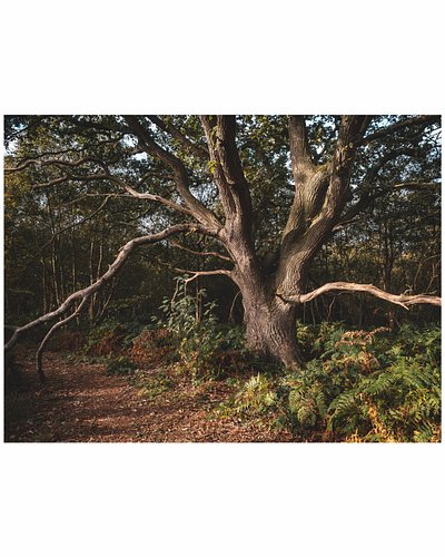 Got Wood?

#woodlandphotography #microfourthirdsphotography #omsystem #autumn