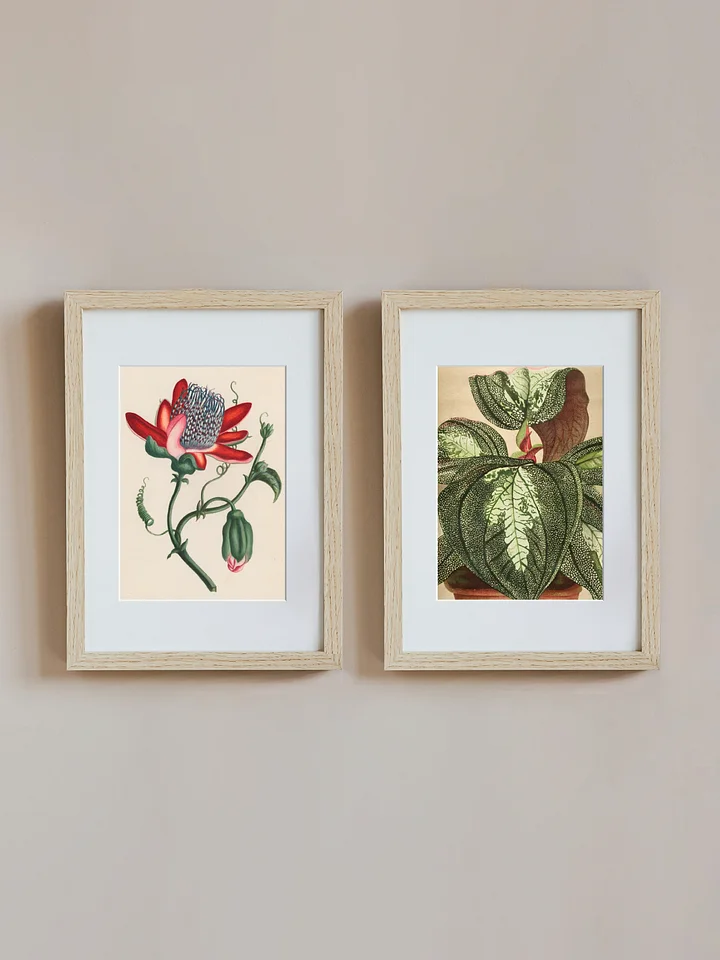 Bertolonia and Red flower product image (1)